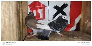 Pigeons