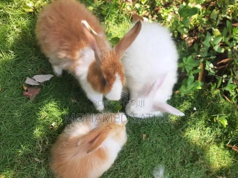 Angora