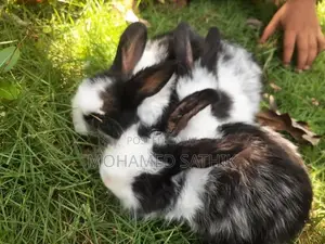 Angora