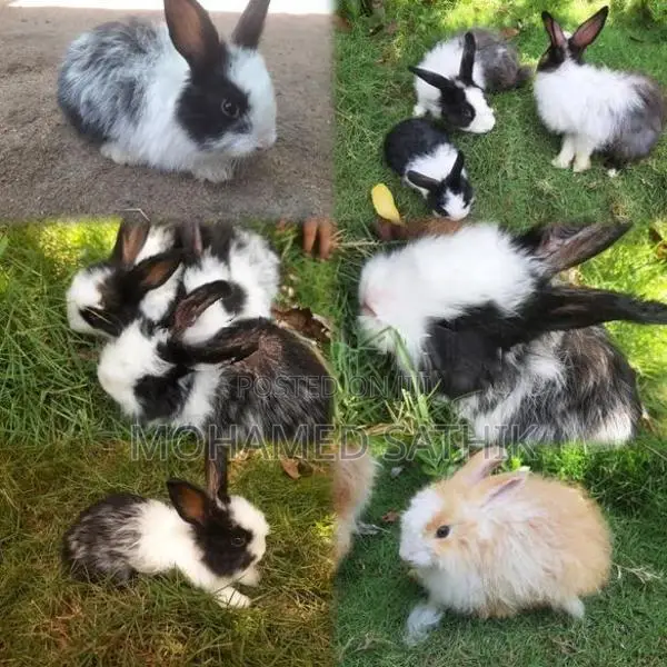 Angora