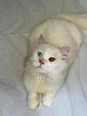Persian Kitten