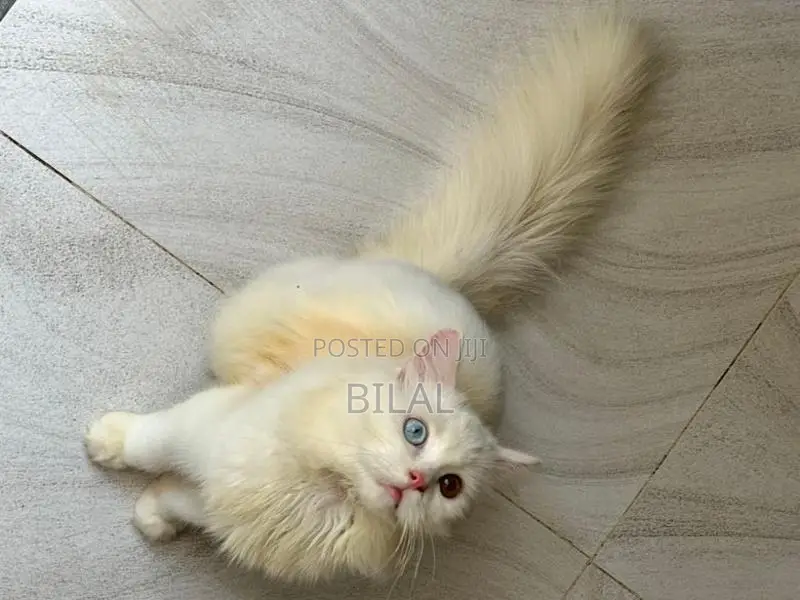 Persian Kitten