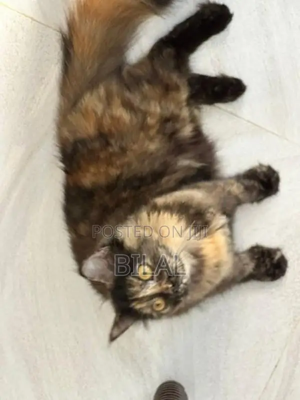 Persian Kitten