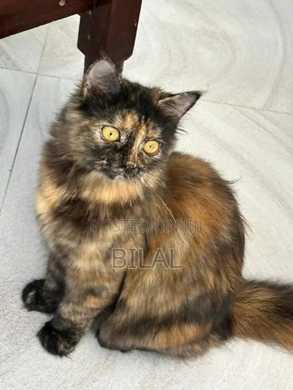 Persian Kitten