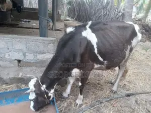 தரமான பசு மாடுகள்