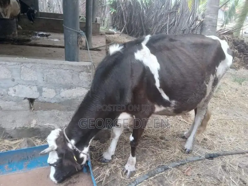 தரமான பசு மாடுகள்