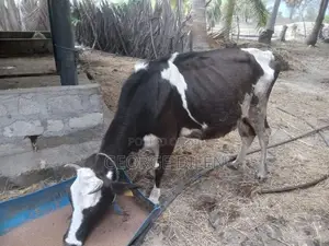 தரமான பசு மாடுகள்