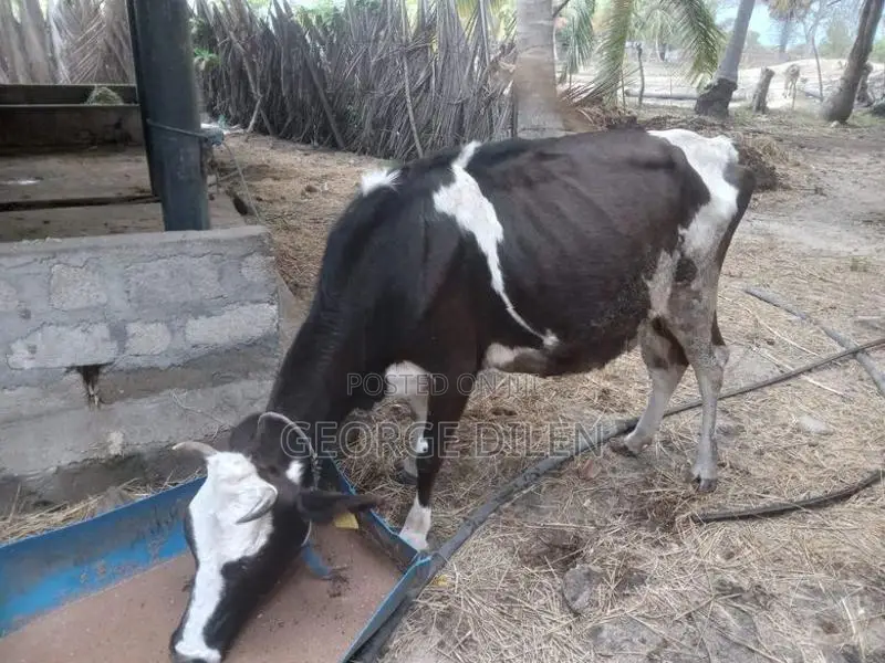 தரமான பசு மாடுகள்