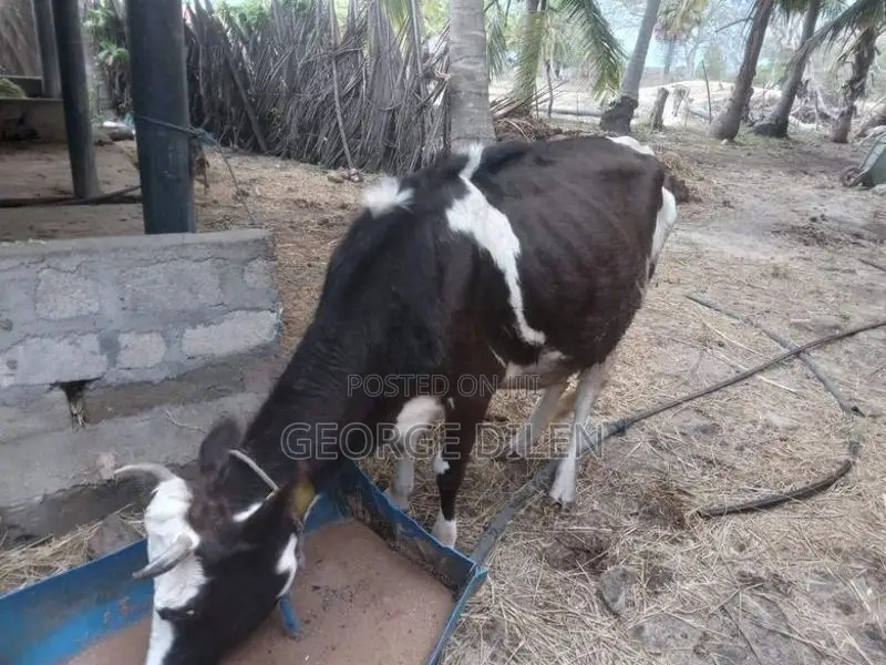 தரமான பசு மாடுகள்