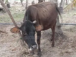 தரமான பசு மாடுகள்