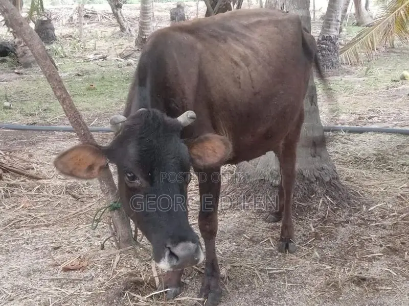 தரமான பசு மாடுகள்