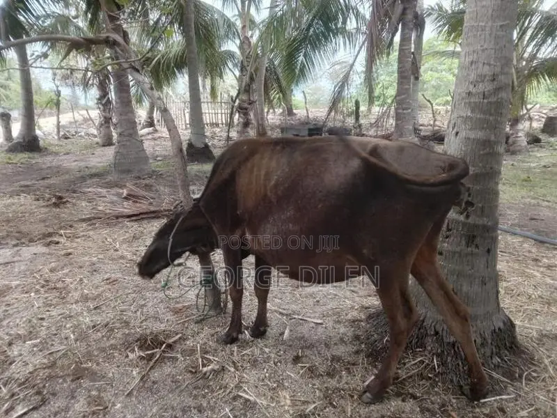 தரமான பசு மாடுகள்
