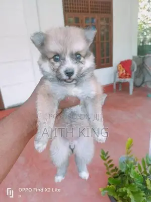 Lion Pomerninan