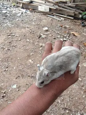 Hamster