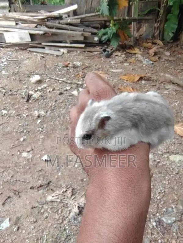 Hamster