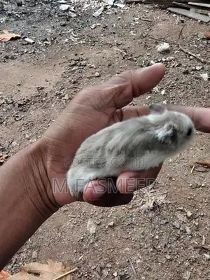 Hamster