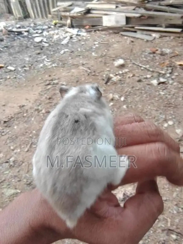 Hamster