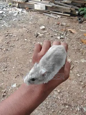 Hamster
