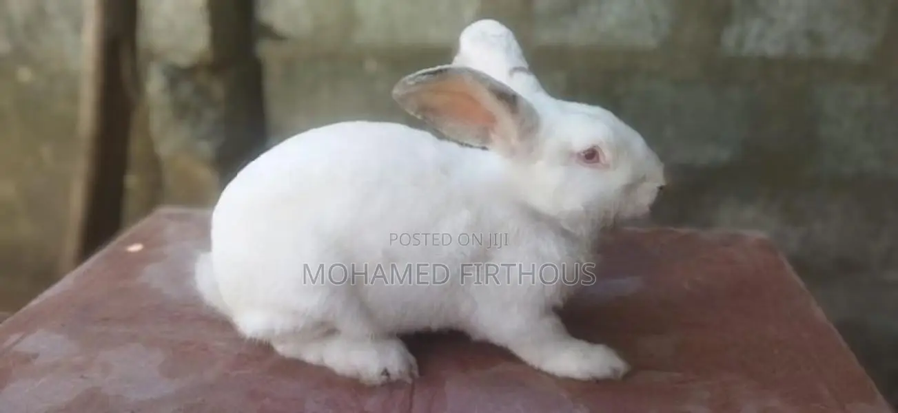 Giant Rabbit - Male