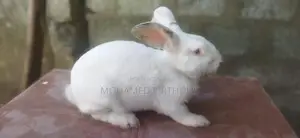 Giant Rabbit - Male