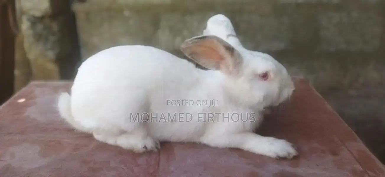 Giant Rabbit - Male