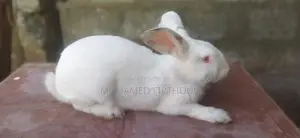 Giant Rabbit - Male