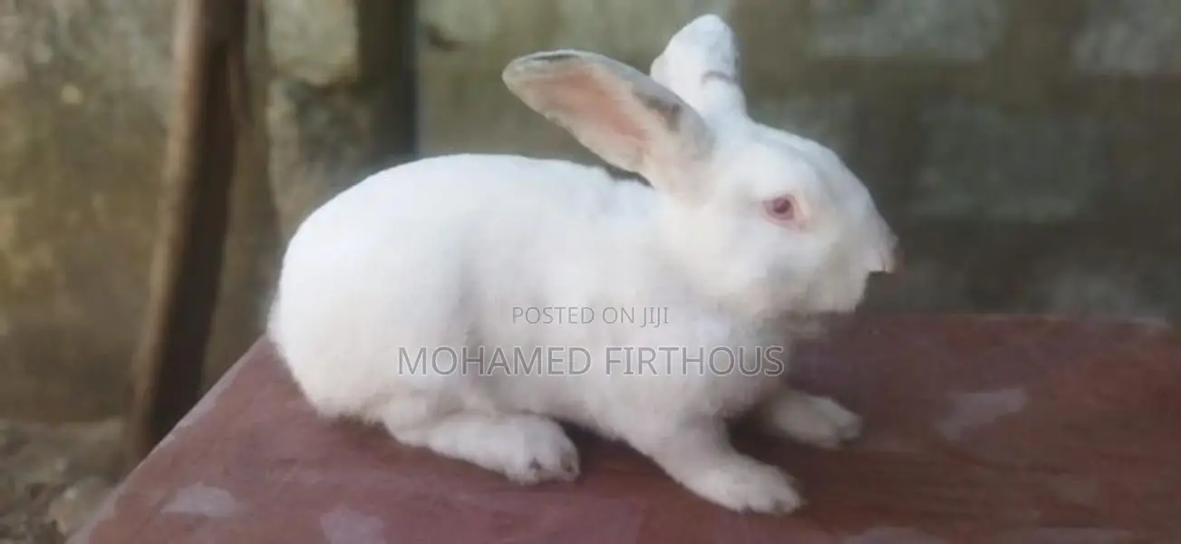 Giant Rabbit - Male