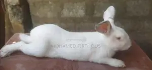 Giant Rabbit - Male