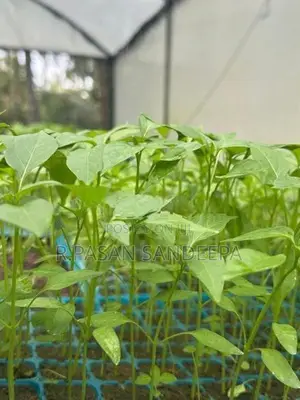 එළවලු පැළ
