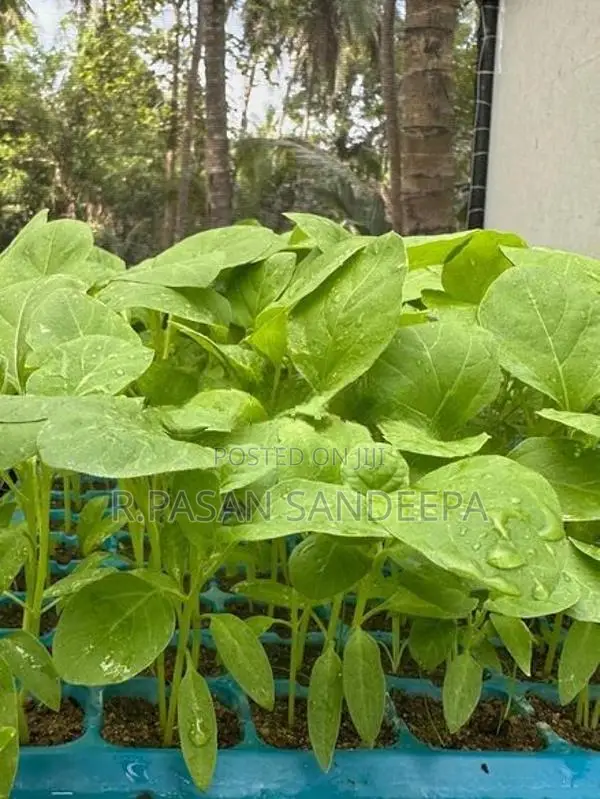 එළවලු පැළ