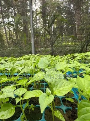 එළවලු පැළ