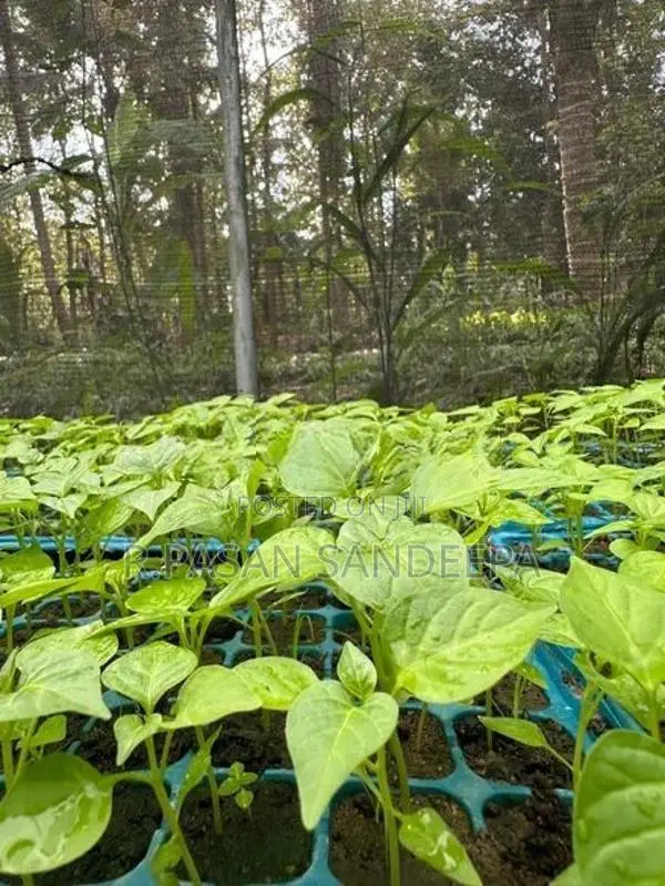 එළවලු පැළ