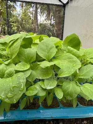එළවලු පැළ