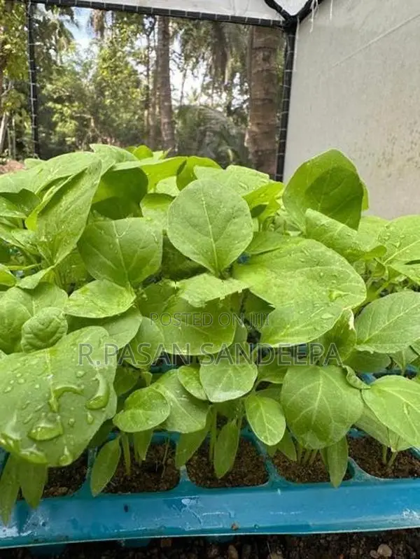 එළවලු පැළ