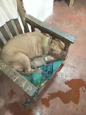 American Bully Dog