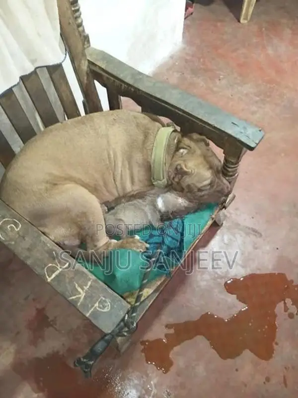 American Bully Dog