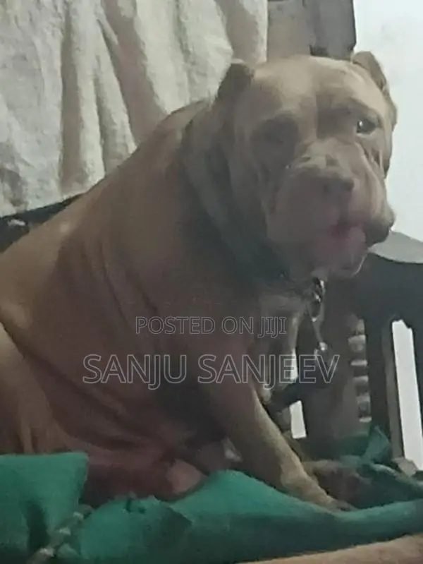 American Bully Dog