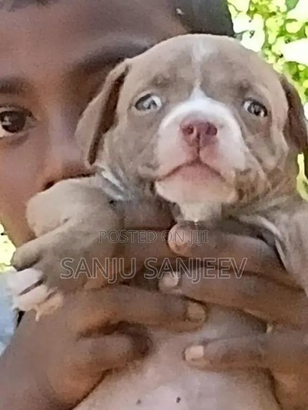 American Bully Dog