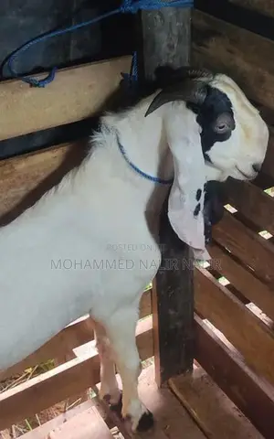 Jamunapari Male Goat