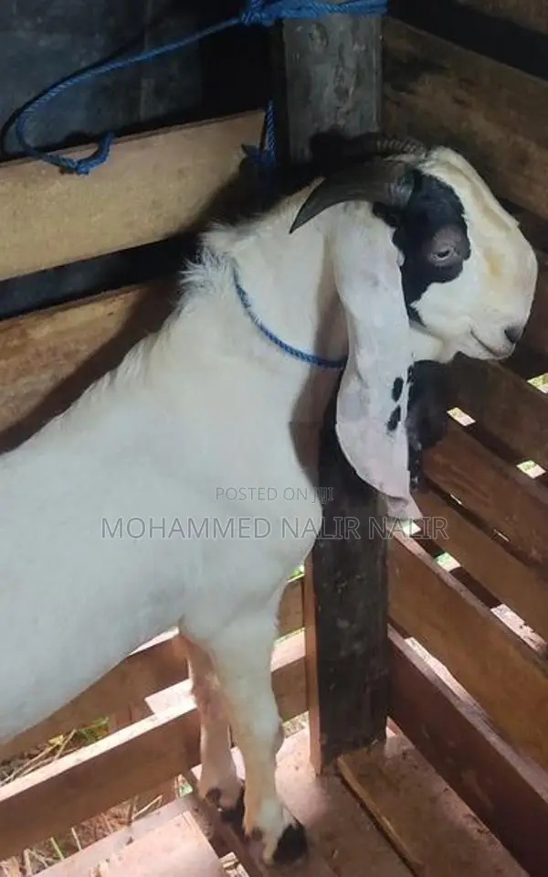 Jamunapari Male Goat