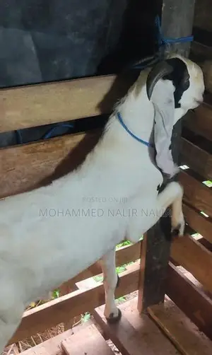 Jamunapari Male Goat
