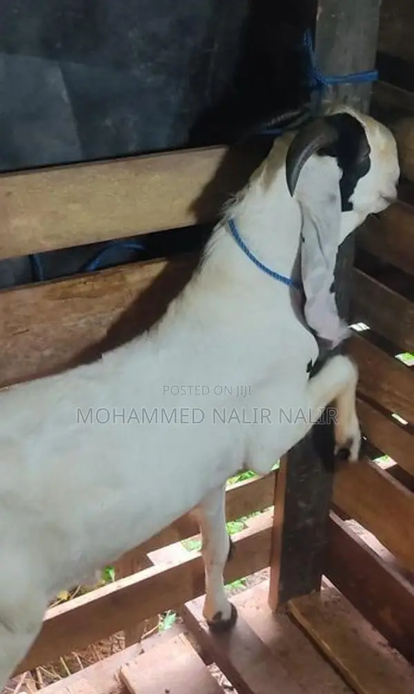 Jamunapari Male Goat