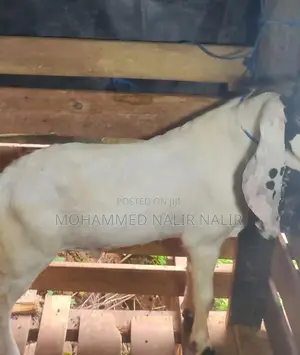Jamunapari Male Goat
