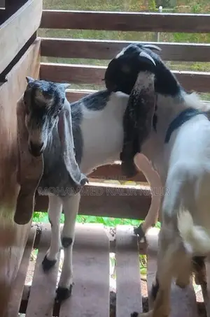 Jamunapari Goats
