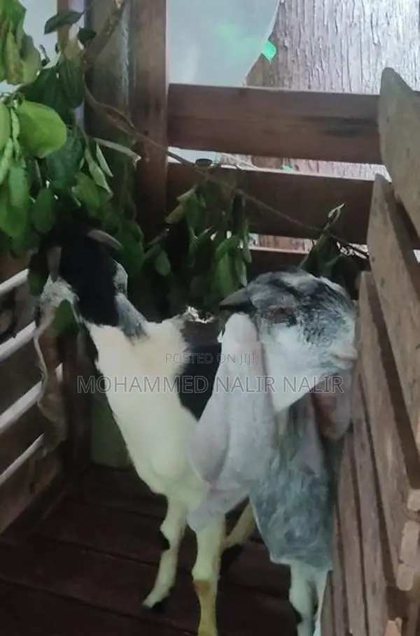 Jamunapari Goats