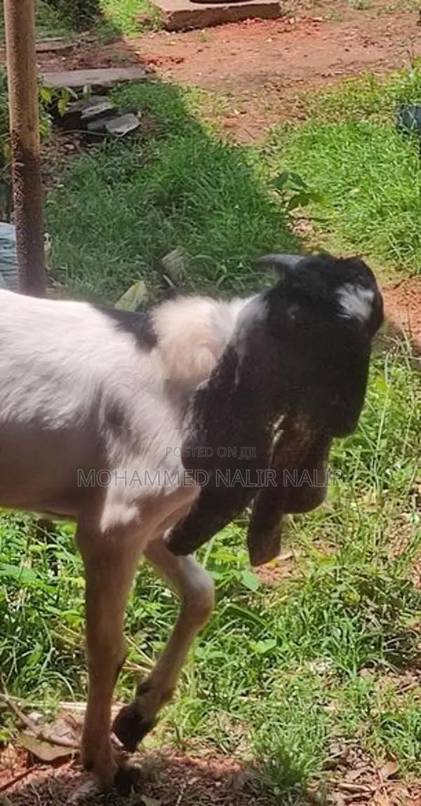 Jamunapari Goats