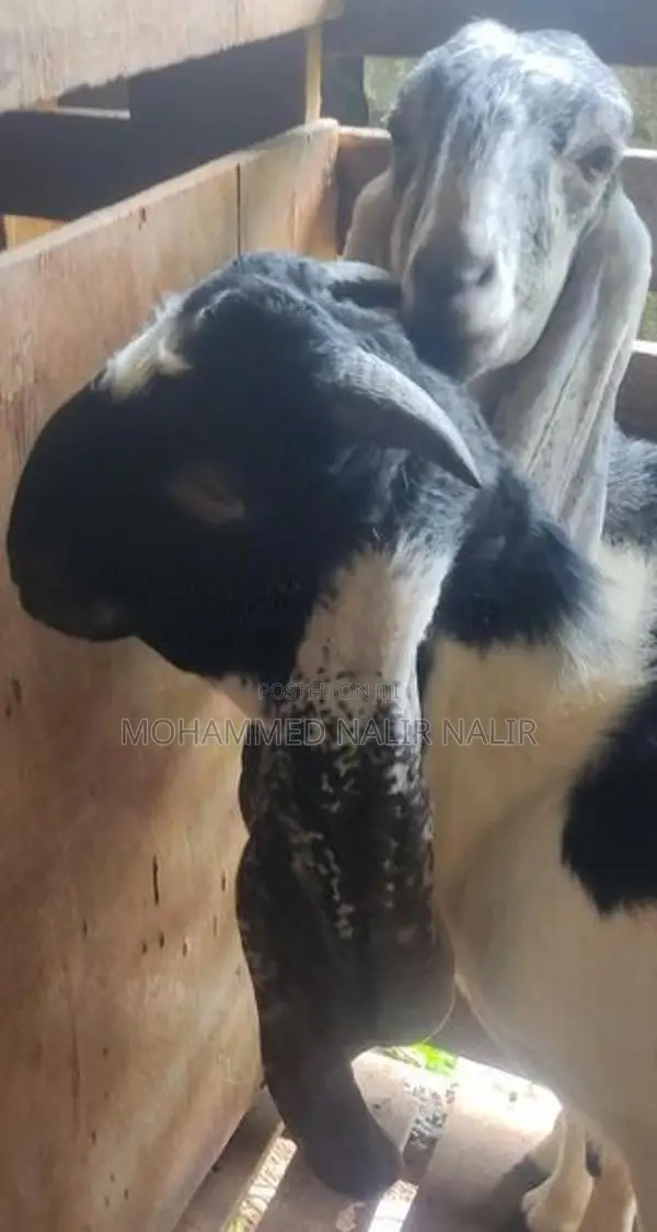 Jamunapari Goats