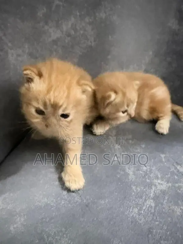 Persian