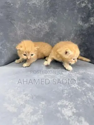 Persian