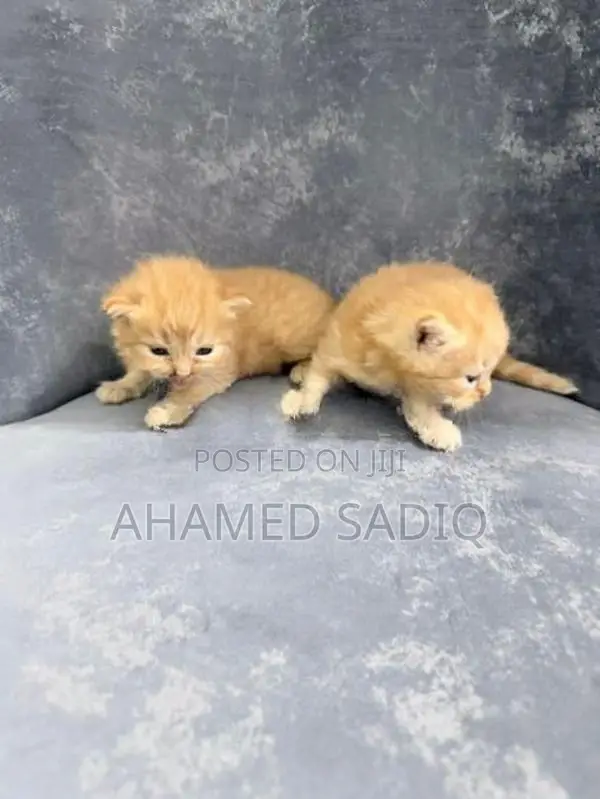 Persian